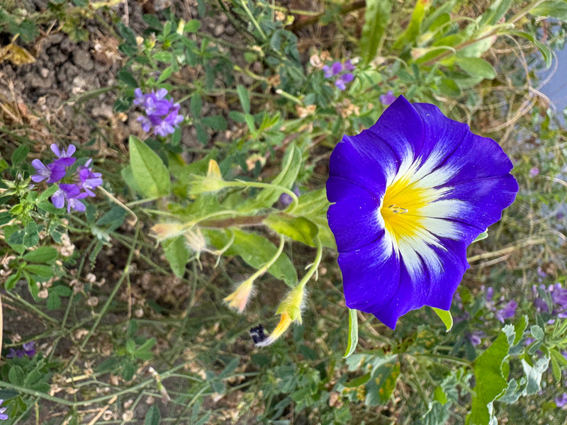 Dreifarbige Winde — foto 1 di 1