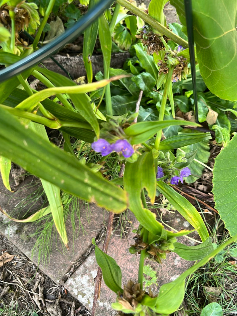 Fiore dei tre maestri — foto 2 di 4