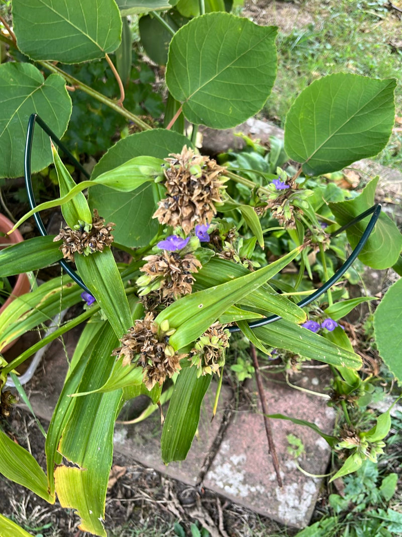 Fiore dei tre maestri — foto 3 di 4