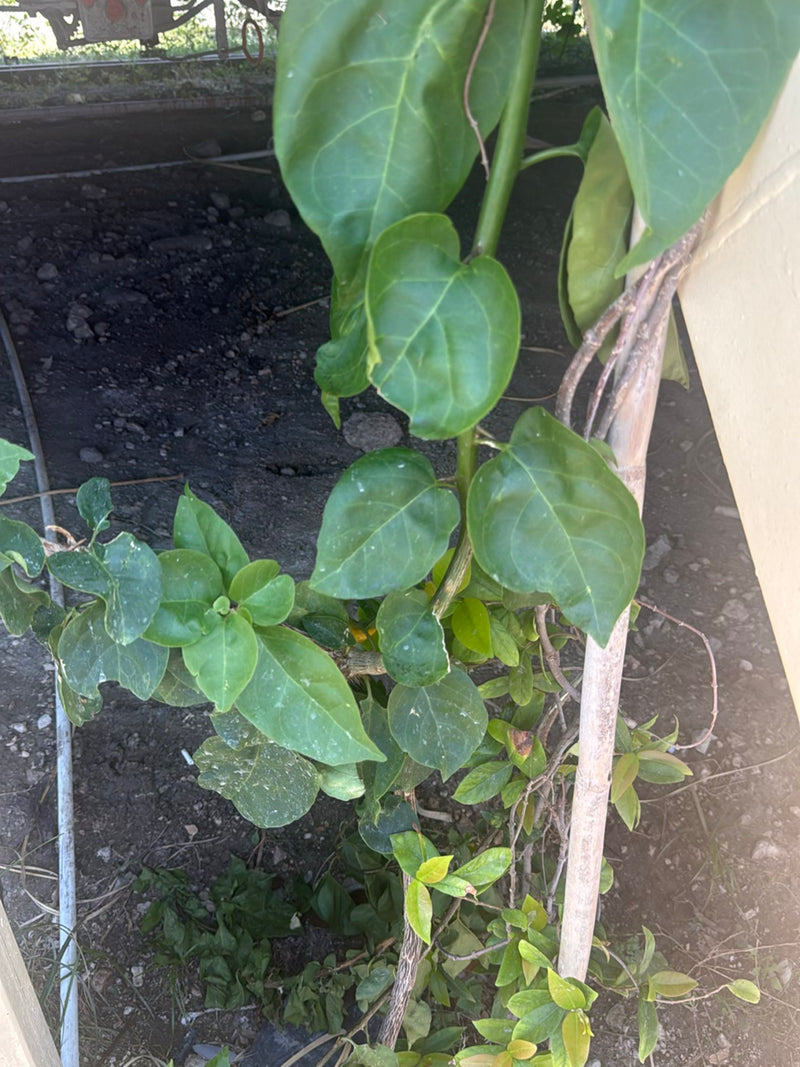 Fiore triplo — Bild 2