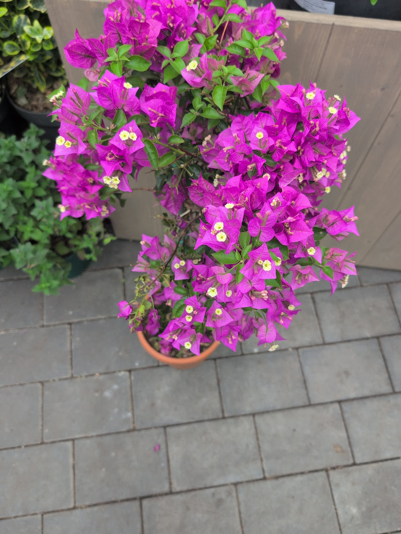 Bouganville — Bild 3