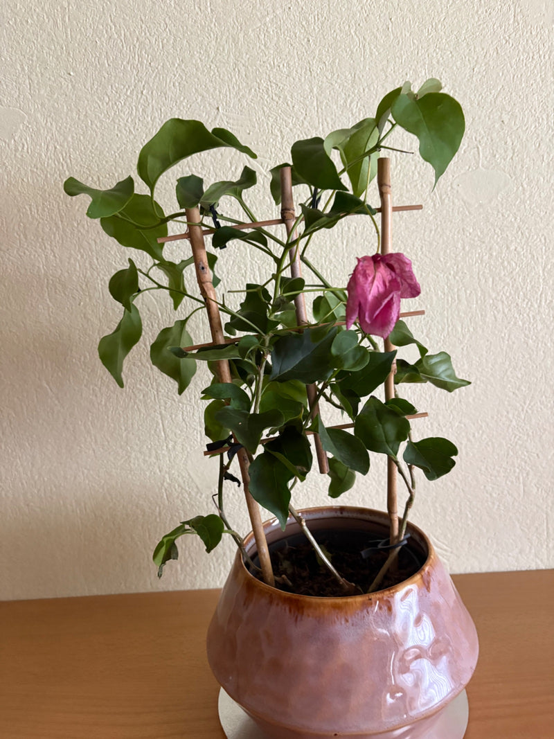 Bouganville — Bild 1