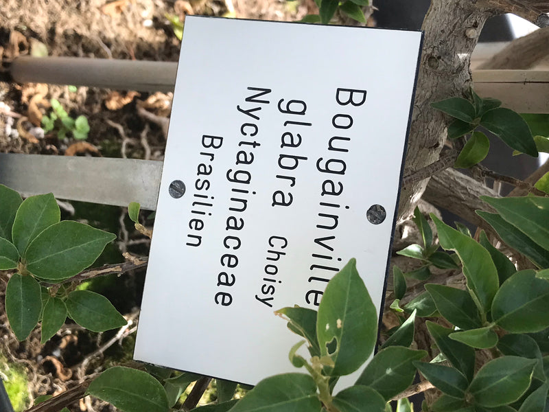 È visibile un cartellino per piante con la scritta Bougainvillea glabra, attaccato a una pianta con foglie verdi e fusto legnoso.