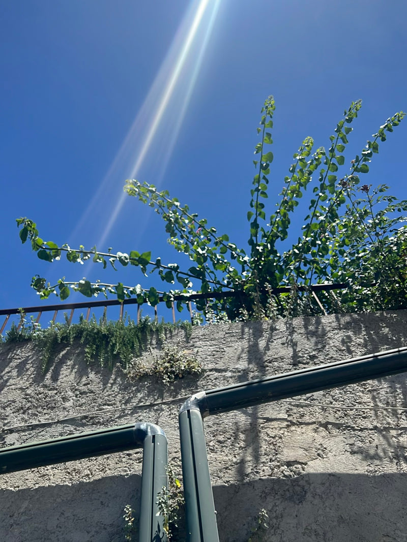 Si vede una bougainvillea che cresce da un muro verso il cielo azzurro. I raggi del sole splendono dall'alto.