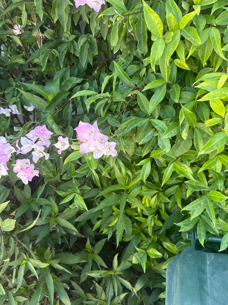 L'immagine mostra un arbusto denso con foglie verdi e caratteristiche brattee rosa di una bougainvillea. La pianta cresce all'aperto mostrando la sua tipica ...
