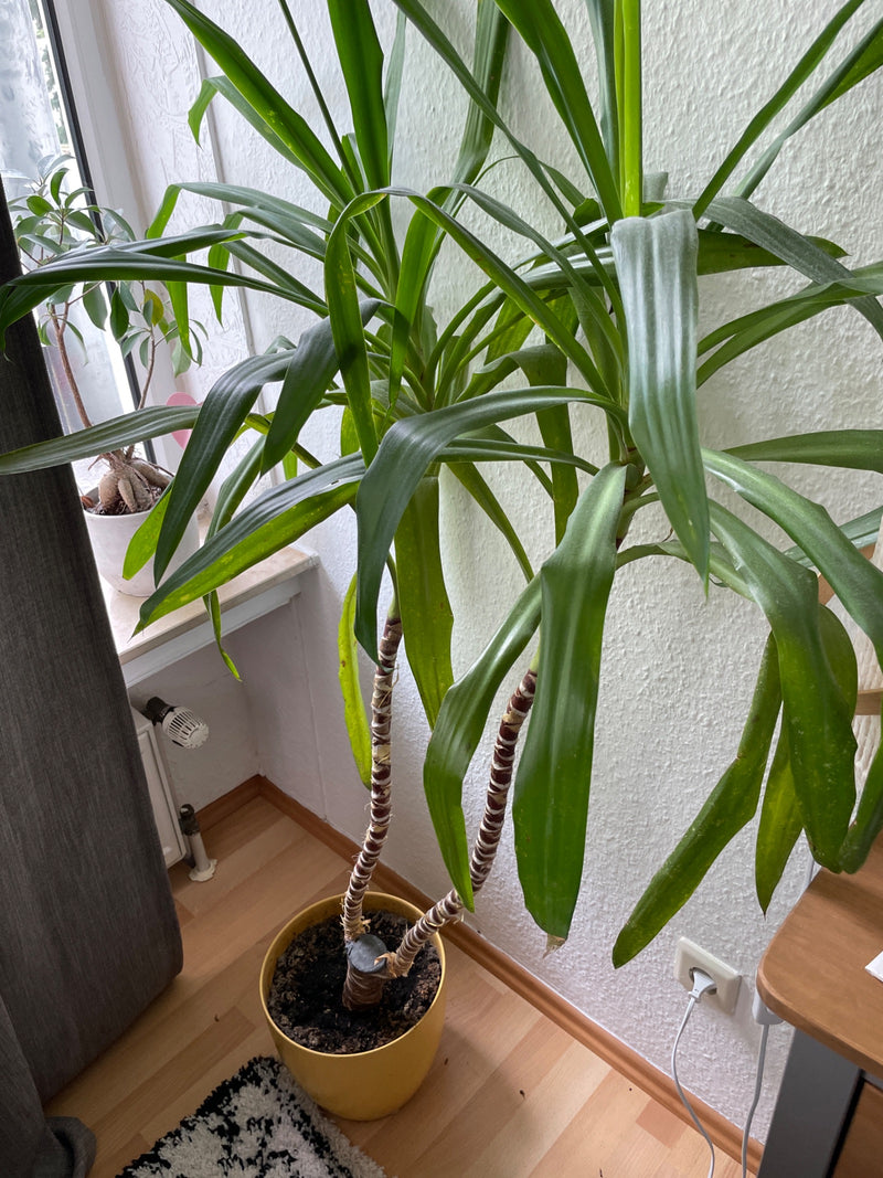Albero del drago — Bild 4