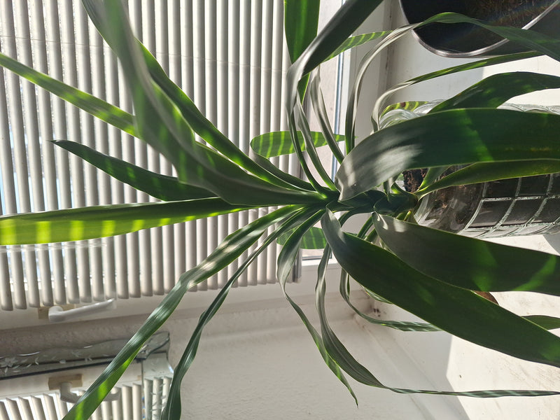 Si vede un sano albero del drago in un vaso di fiori davanti a una finestra luminosa con tende alla veneziana. Le lunghe foglie verdi si estendono dal centro.