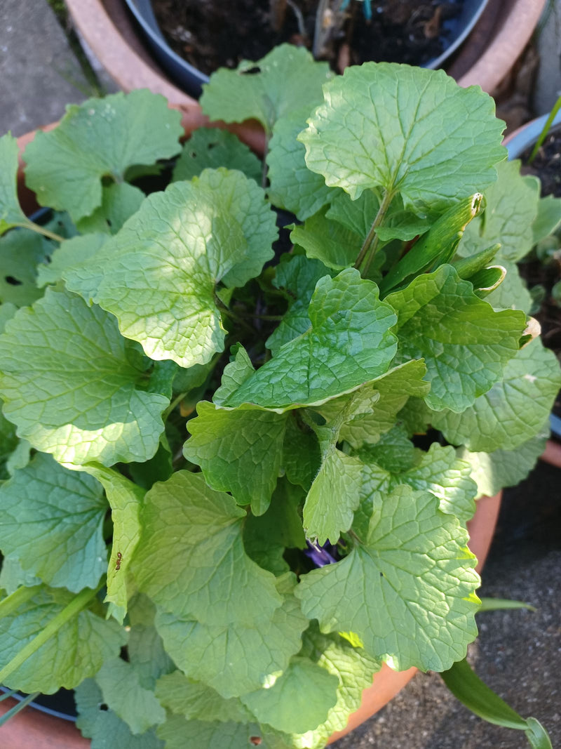 Viole profumate — Bild 1