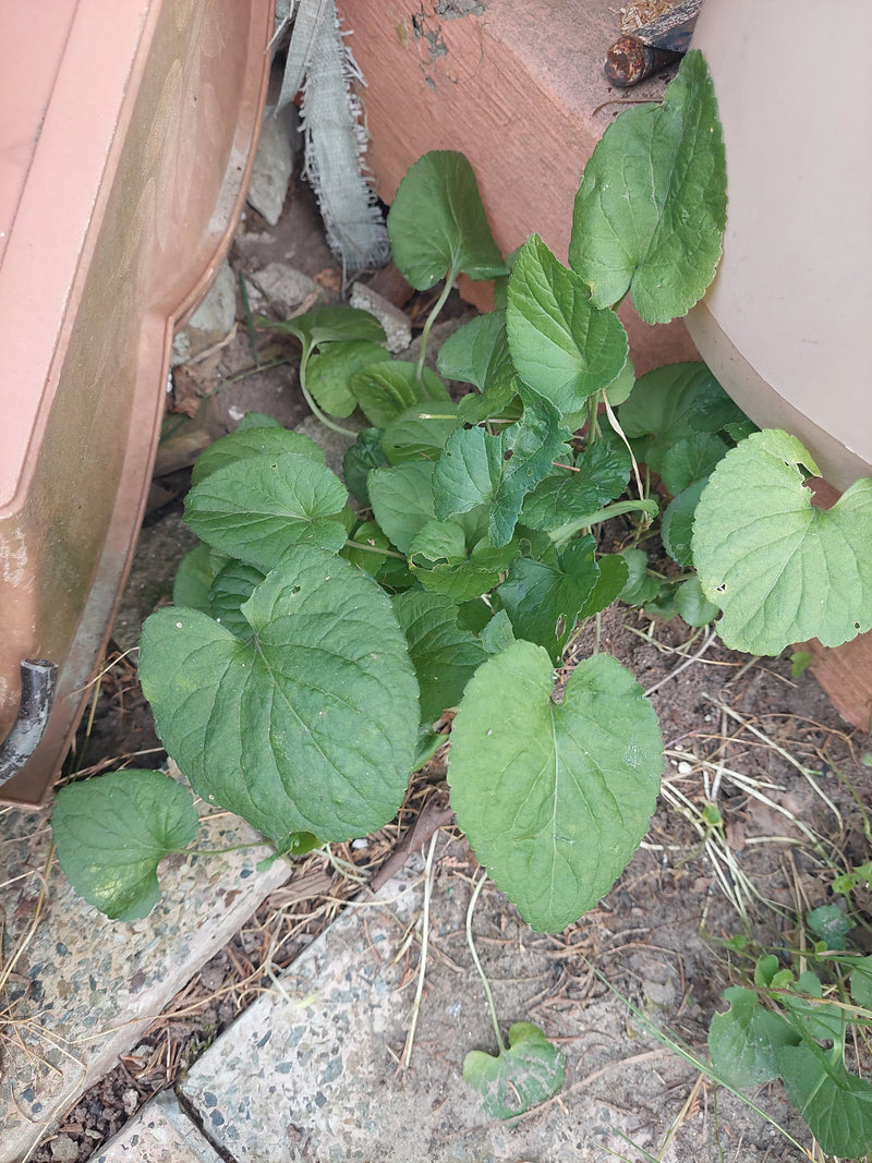 L'immagine mostra le foglie verdi e a forma di cuore di una violetta mamtola che crescono sul terreno tra i vasi.