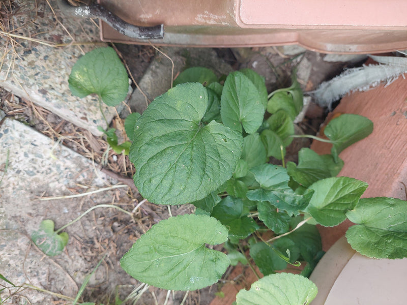 L'immagine mostra le tipiche foglie a forma di cuore della viola odorata. La pianta cresce in un ambiente arido vicino a lastre di pietra.