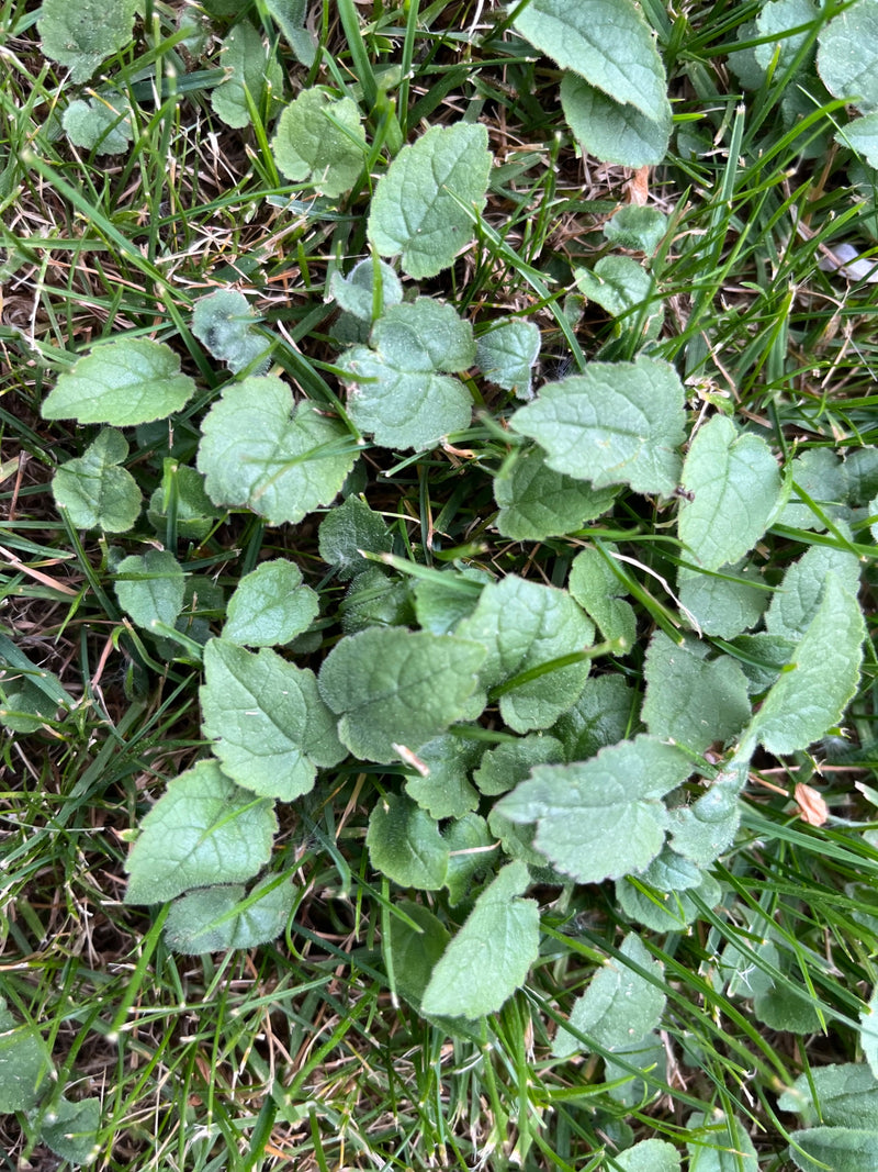 L'immagine mostra le tipiche foglie a forma di cuore della viola odorata che crescono tra i fili d'erba in un prato.