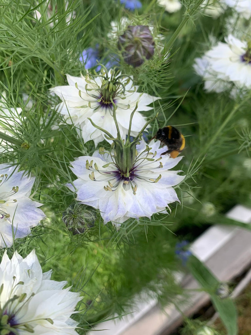 Un calabrone terrestre si avvicina a un fiore bianco in cerca di nettare. L'insetto è chiaramente visibile.
