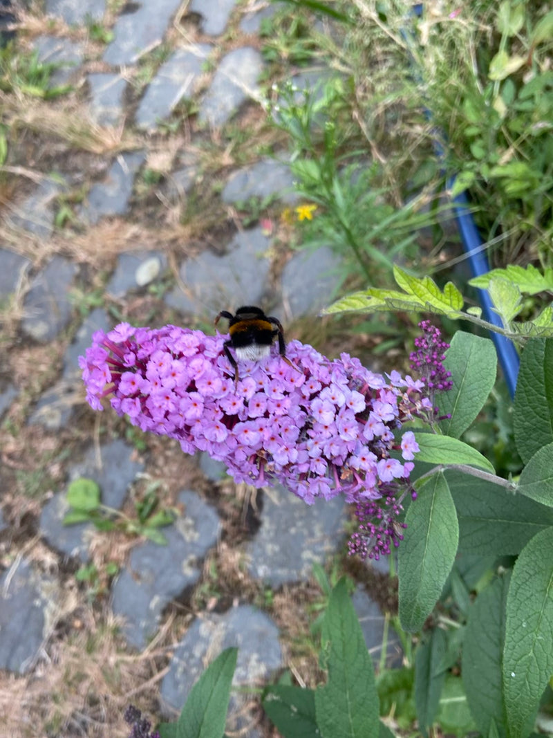 Un calabrone terrestre siede sui fiori viola di una Buddleja. Sullo sfondo si vede un terreno acciottolato.