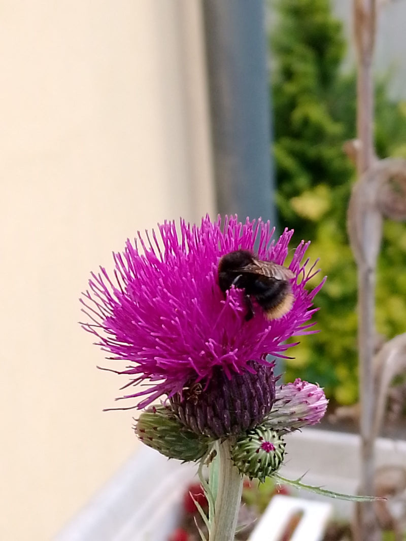 L'immagine mostra un bombo terrestre seduto su un fiore di cardo rosa vivo. La foto cattura l'insetto di lato mentre si nutre.