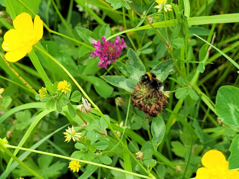 Un calabrone terrestre è seduto su un'infiorescenza sfiorita in un prato fiorito. È circondato da erba verde e vari fiori gialli e viola.