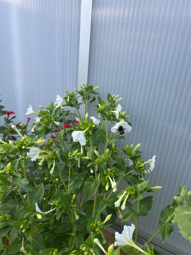 Un calabrone terrestre si trova su un fiore bianco di una pianta verde. È chiaramente visibile mentre bottina.