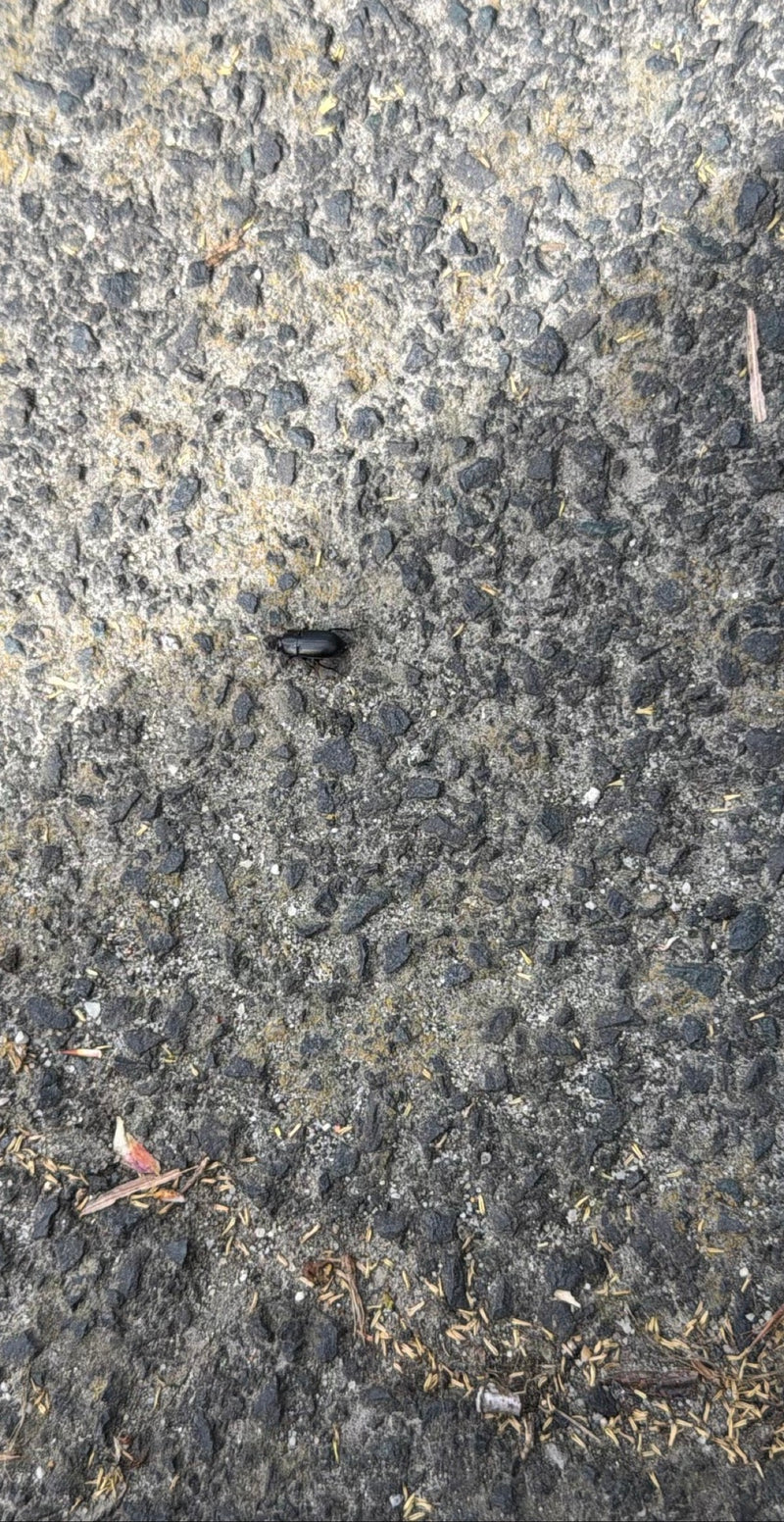 Scarabeo delle carogne scure — Bild 1