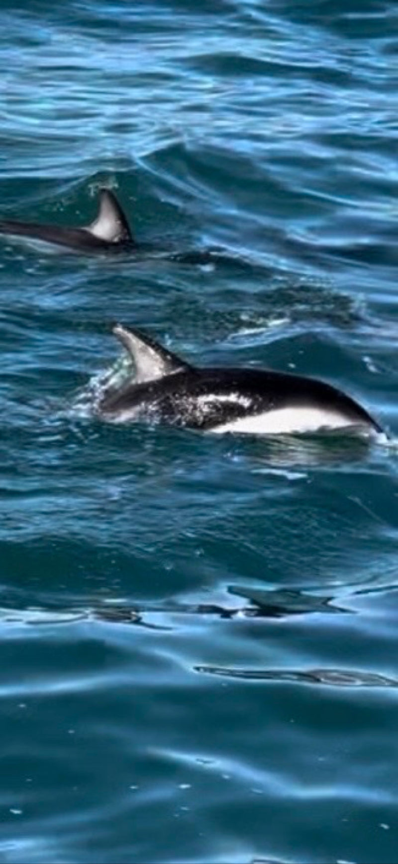 Dunkler Delfin — foto 1 di 2