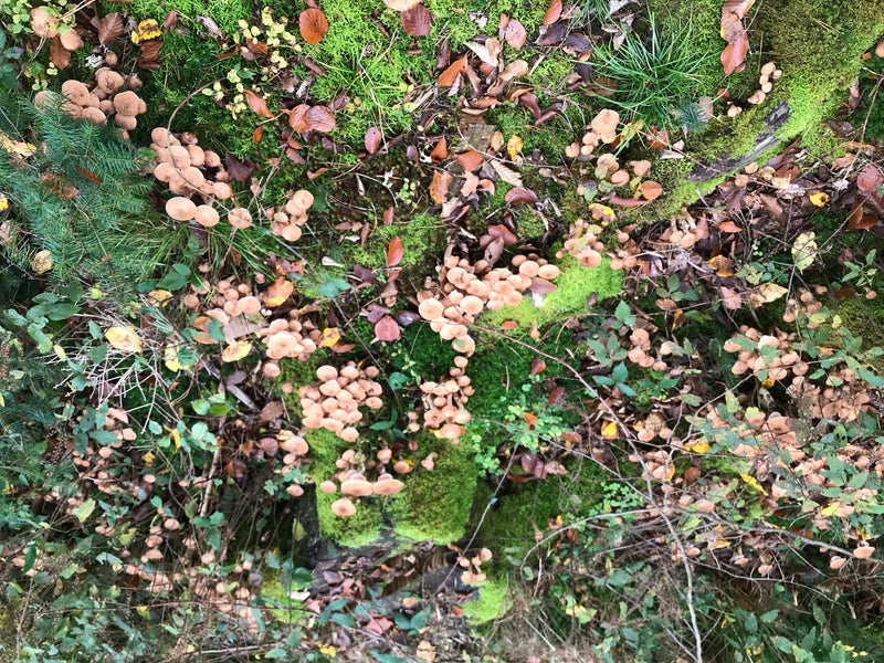 L'immagine mostra numerosi corpi fruttiferi di armillaria ostoyae che crescono in fitti gruppi su terreno forestale muschioso. La prospettiva mostra i funghi...