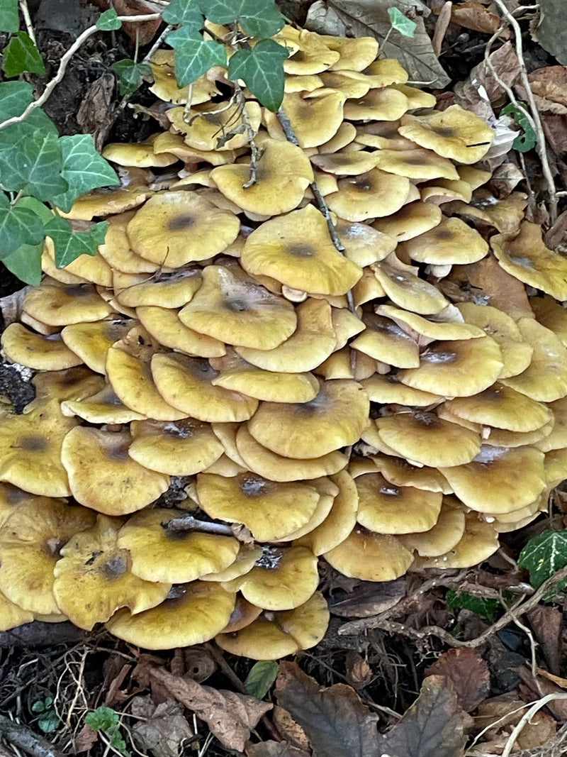Un fitto cespo di corpi fruttiferi di chiodini cresce sul terreno boschivo tra foglie secche ed edera.