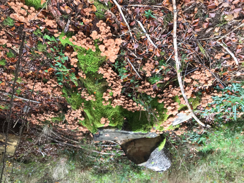 Numerosi corpi fruttiferi marroni di Armillaria ostoyae crescono in grandi cespi su un ceppo d'albero coperto di muschio. Il luogo è circondato da foglie e t...