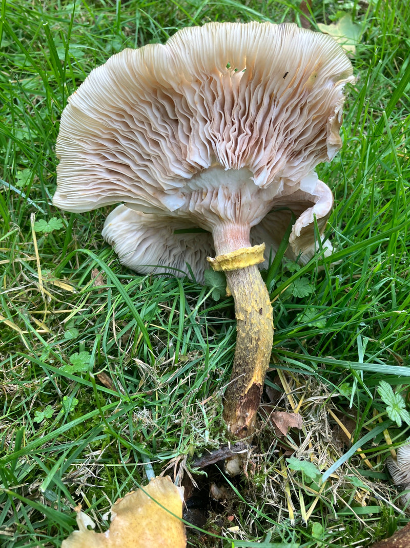 La parte inferiore del cappello di un fungo del genere Armillaria con lamelle ondulate, gambo e anello giace sull'erba.