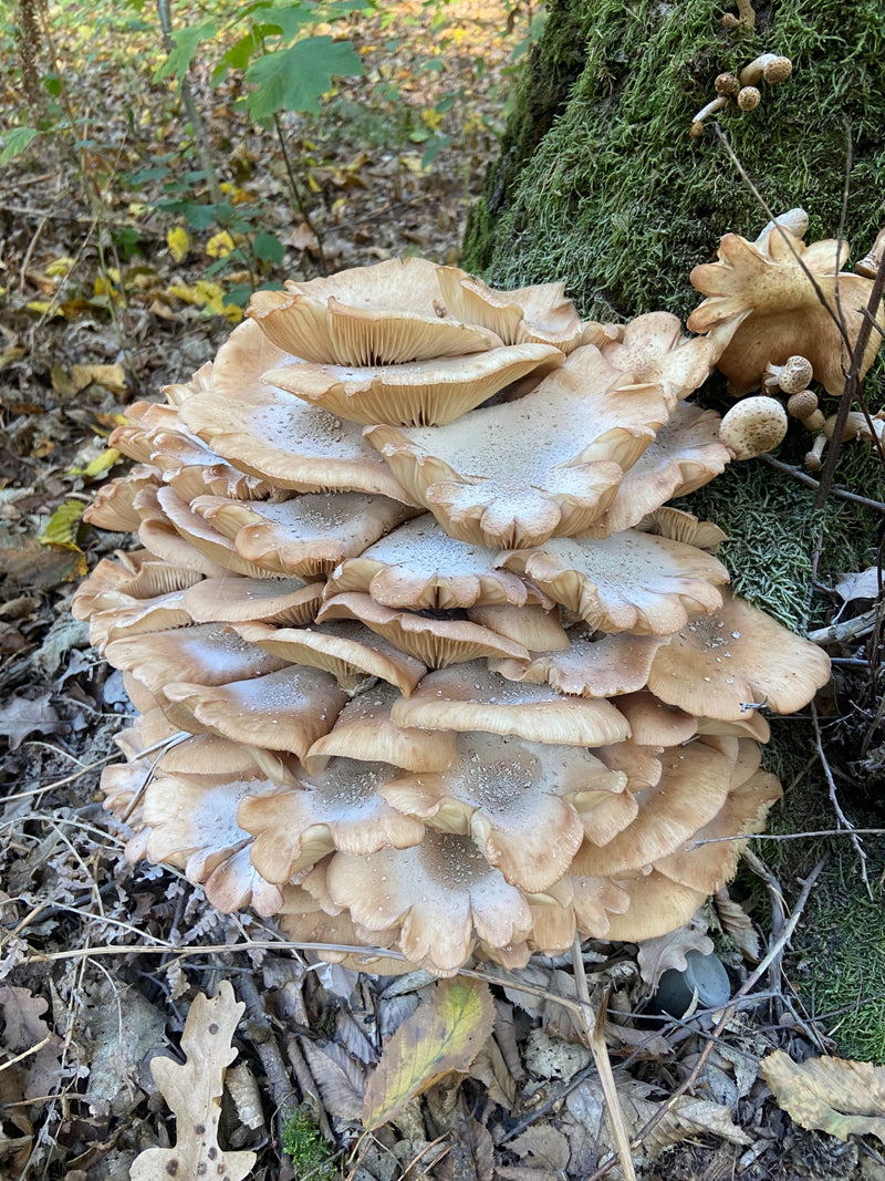 Un fitto cespo di corpi fruttiferi maturi di chiodino cresce alla base muschiosa di un albero nel bosco autunnale.