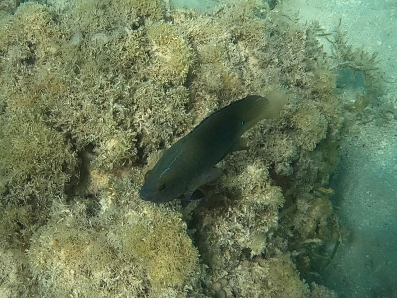 Damigella oscura — Bild 1