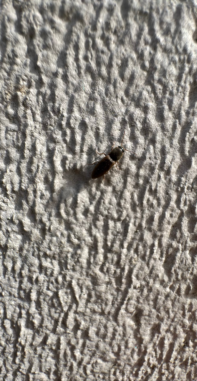 Scarabeo clic scuro — Bild 1