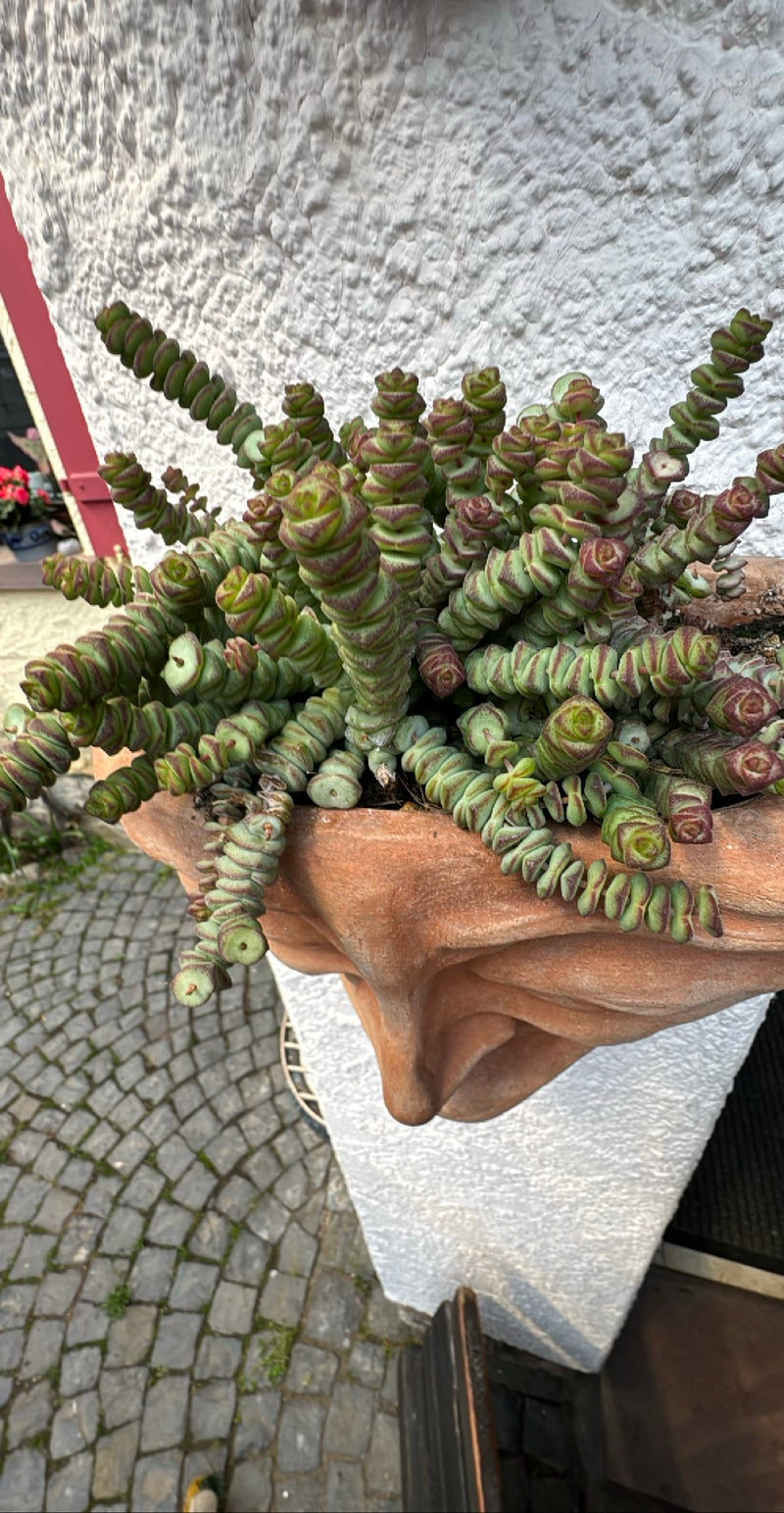 Foglia spessa mista — Bild 1