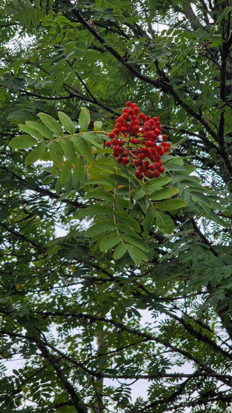 È visibile un ramo di sorbo con le tipiche foglie pennate e un evidente grappolo di bacche rosse mature. Lo scatto mostra l'albero nel suo ambiente naturale.