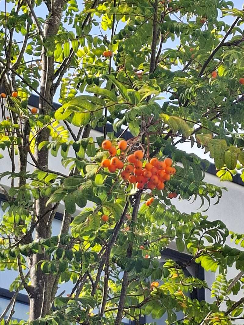 È visibile un sorbo degli uccelli con le sue caratteristiche foglie pennate e bacche arancioni vivaci. Lo scatto mostra rami e frutti dell'albero su uno sfon...