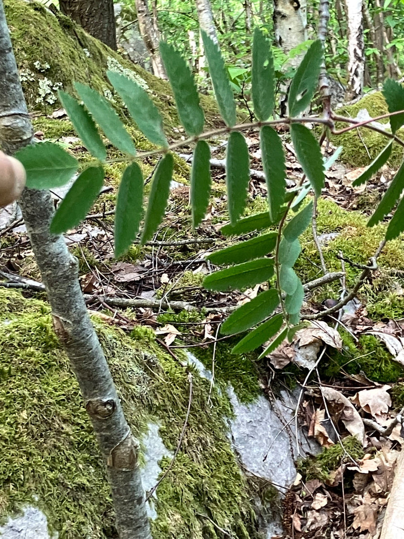 Si vede la foglia pennata di un sorbo degli uccellatori su un terreno boschivo muschioso. La caratteristica forma della foglia è chiaramente riconoscibile.