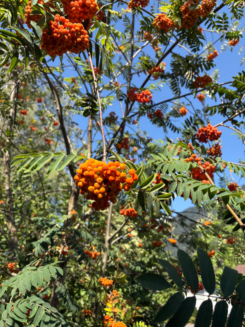 L'immagine mostra un ramo di sorbo degli uccelli con tipiche foglie pennate e densi grappoli di bacche arancioni vivaci. La pianta cresce sulla cima di un al...