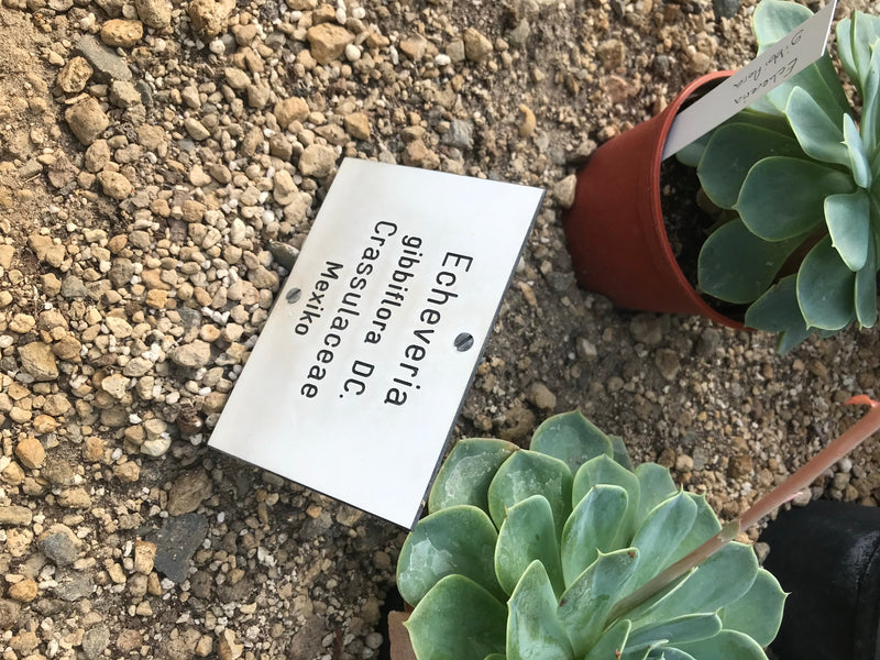 Echeveria — foto 1 di 3
