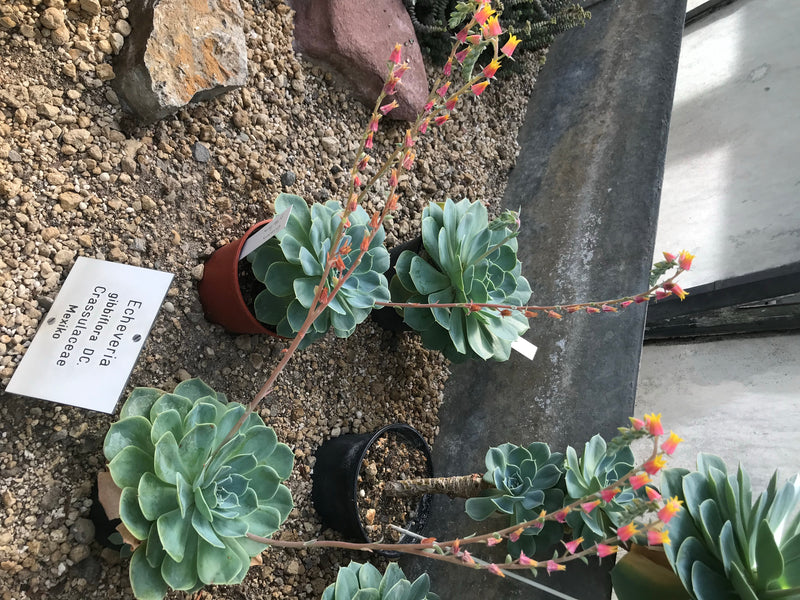 Echeveria — foto 2 di 3