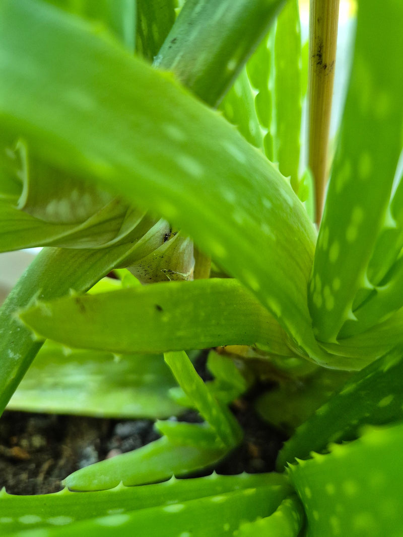 Aloe vera — Bild 1