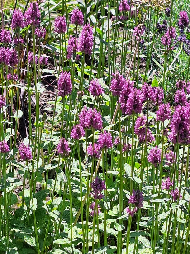 L'immagine mostra un gruppo di piante di bettonica officinale in fioritura con le loro tipiche spighe di fiori color porpora. Le piante crescono in un prato ...