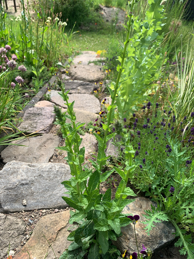 L'immagine mostra una bettonica comune che cresce accanto a un sentiero da giardino in pietra. La pianta mostra le sue tipiche foglie verdi e steli eretti.