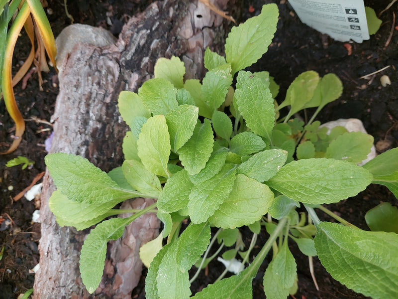 L'immagine mostra la rosetta di foglie verdi della bettonica comune che cresce su terreno scuro vicino al pacciame di corteccia. Le foglie tipicamente intagl...