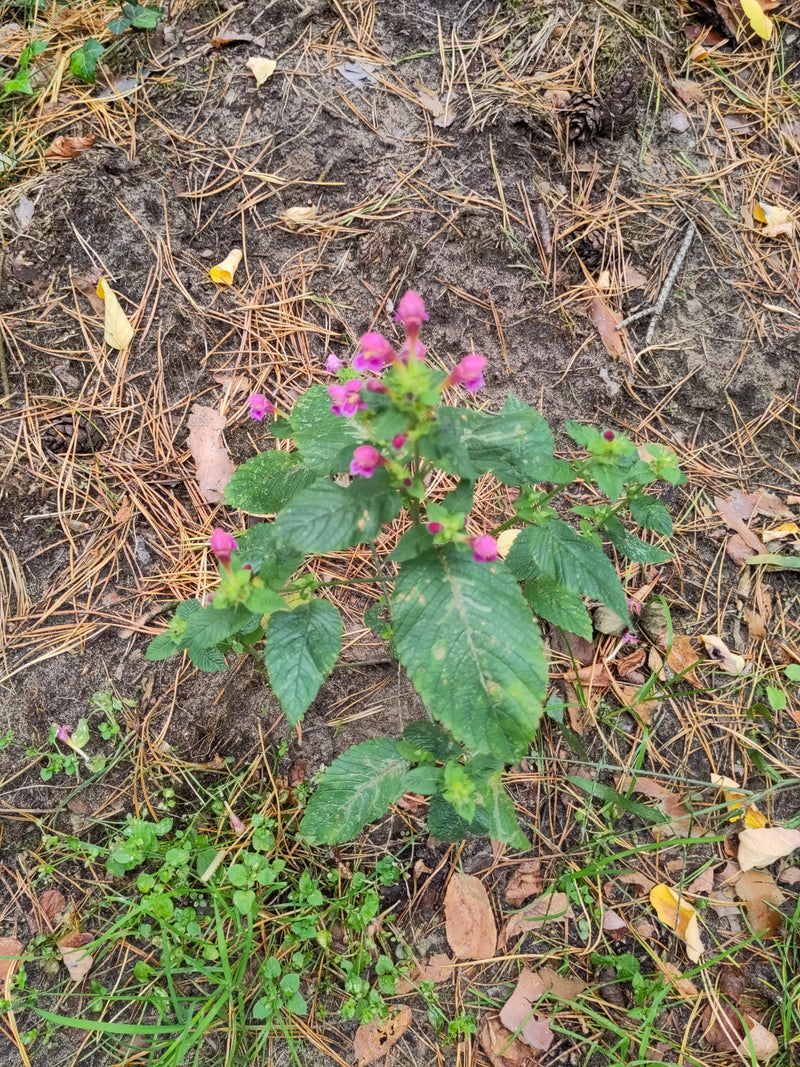 La bettonica cresce su un terreno boschivo con aghi di pino e mostra i suoi tipici fiori viola.
