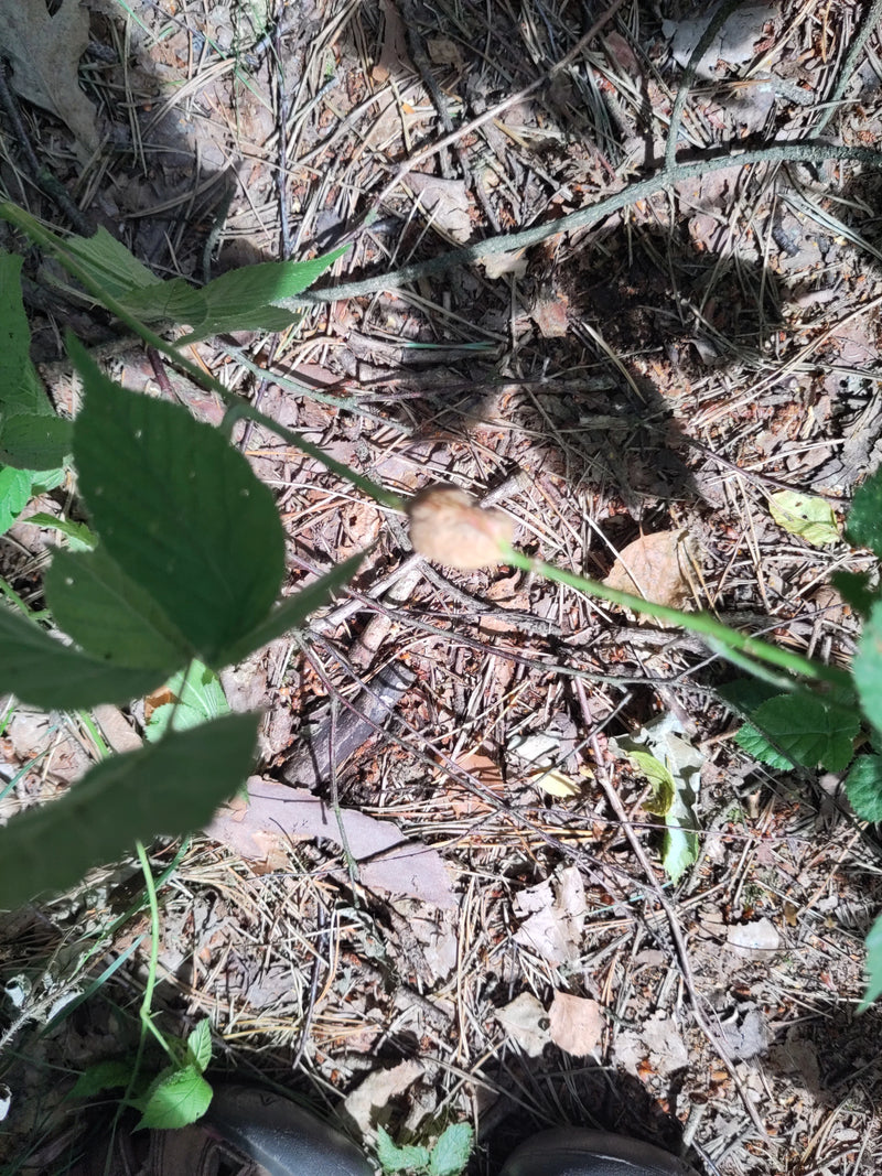 Si vede un ramo di rovo con foglie verdi sopra un terreno boschivo fatto di aghi e fogliame. Lo scatto mostra la pianta dall'alto.