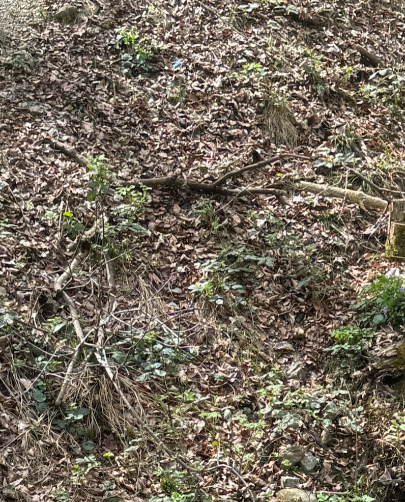 Diversi giovani germogli di rovo crescono sul terreno della foresta ricoperto di foglie. Le parti della pianta sono visibili da lontano.
