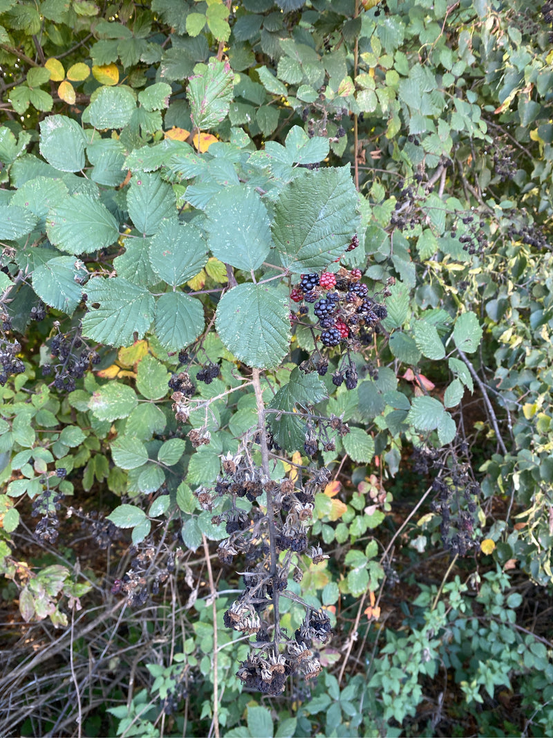 Ramo di un cespuglio di rovo con foglie verdi e frutti in parte maturi, acerbi e seccati.