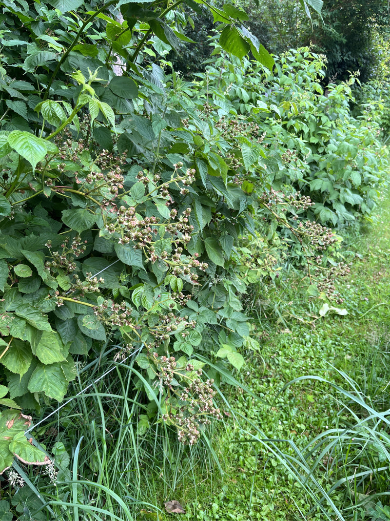 Si vede un fitto cespuglio di more con foglie verdi e numerosi frutti acerbi. La pianta cresce ai margini di un bosco nell'erba alta.