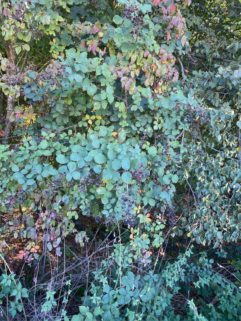 Un fitto cespuglio di rovo con foglie composte e bacche scure cresce ai margini di un bosco.