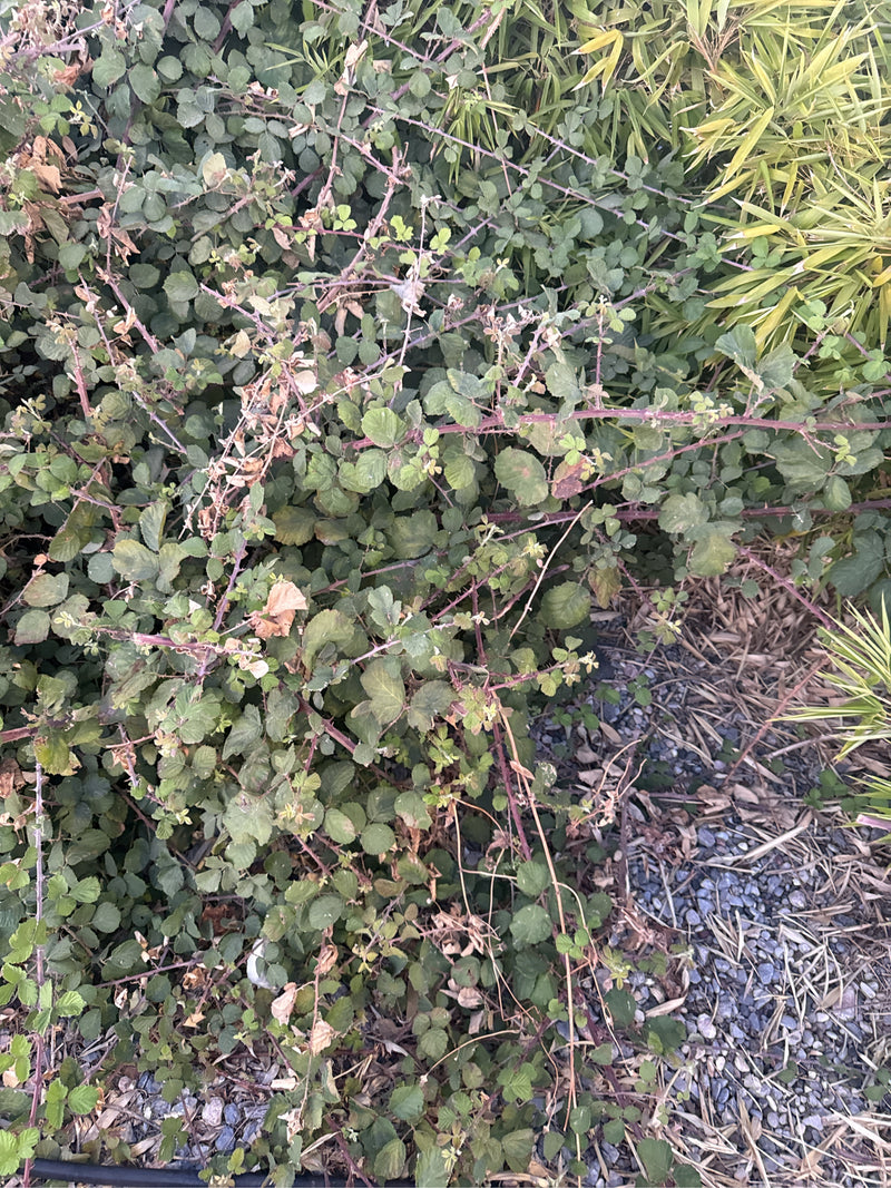 L'immagine mostra un denso cespuglio di more cresciuto spontaneamente, con foglie verdi e steli rossastri. La pianta cresce su terreno sassoso accanto ad alt...