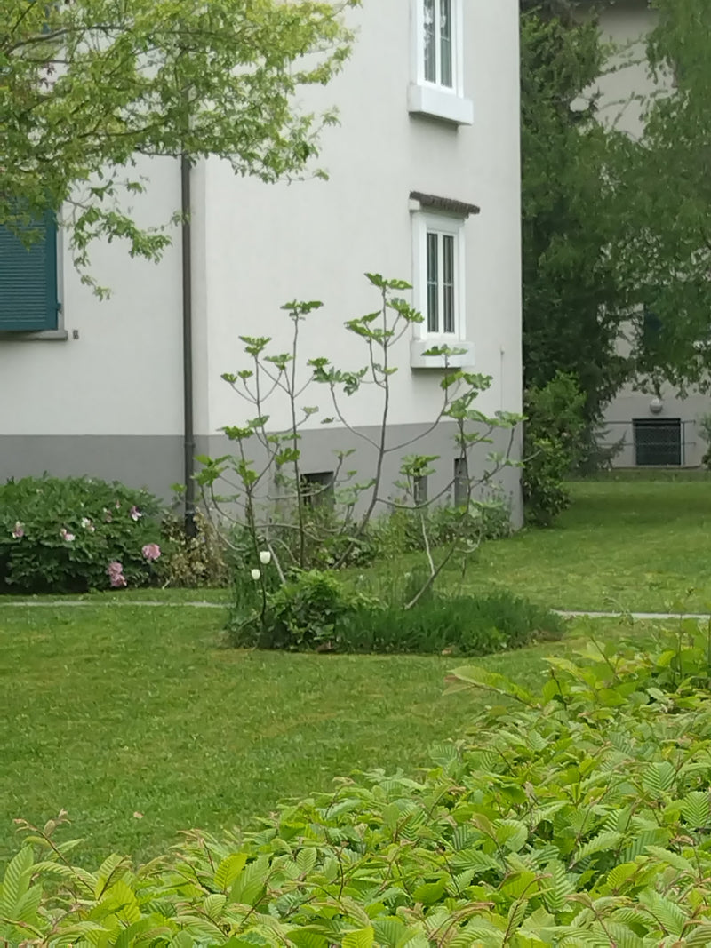 Albero di fico — Bild 1