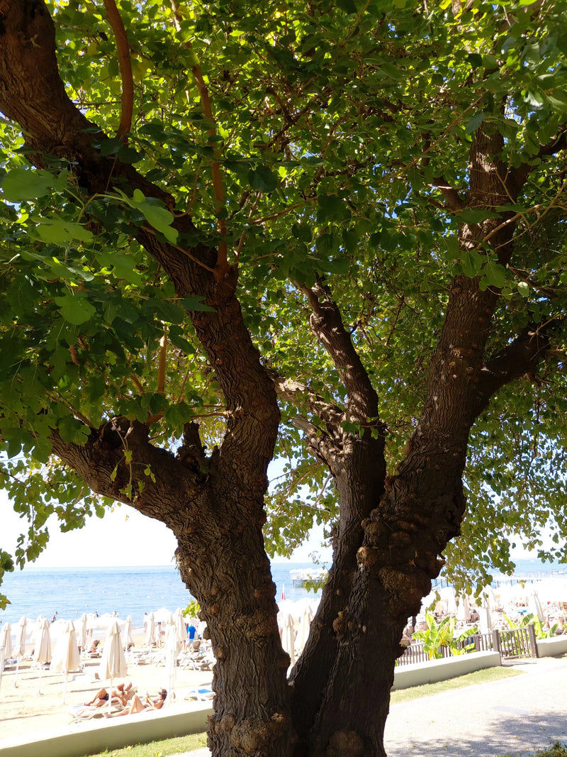 Un albero di fico nodoso con una fitta chioma verde cresce su un lungomare con vista sul mare.