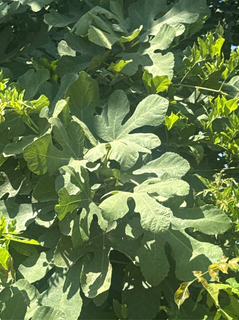L'immagine mostra il fogliame denso di un albero di fico con foglie caratteristicamente lobate. Lo scatto mostra la pianta in un ambiente naturale alla luce ...